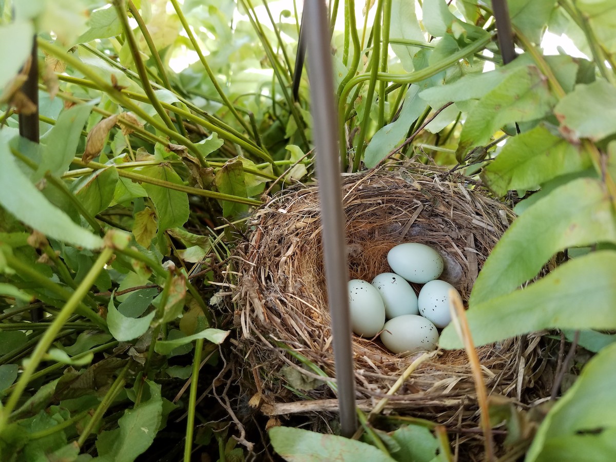 House Finch - Jennifer Shockley