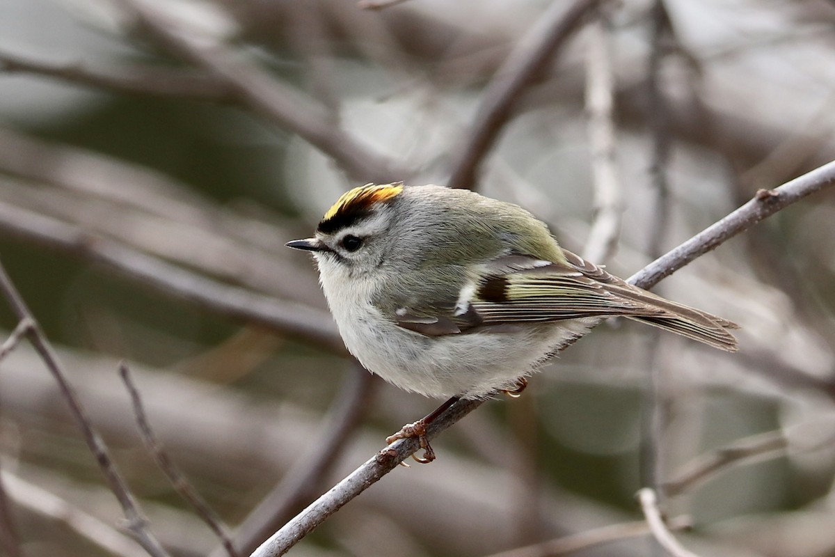 Golden-crowned Kinglet - ML92428251