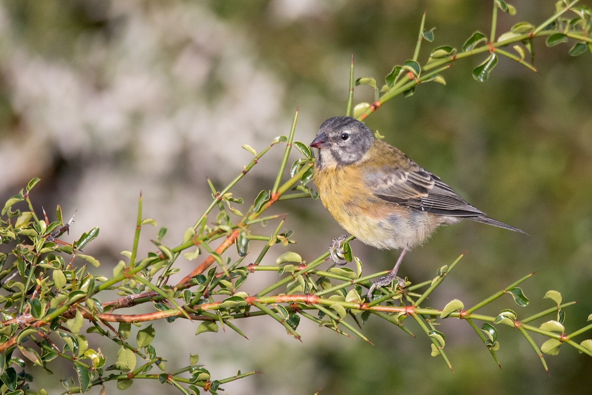 Gray-hooded Sierra Finch - Vicente Pantoja Maggi