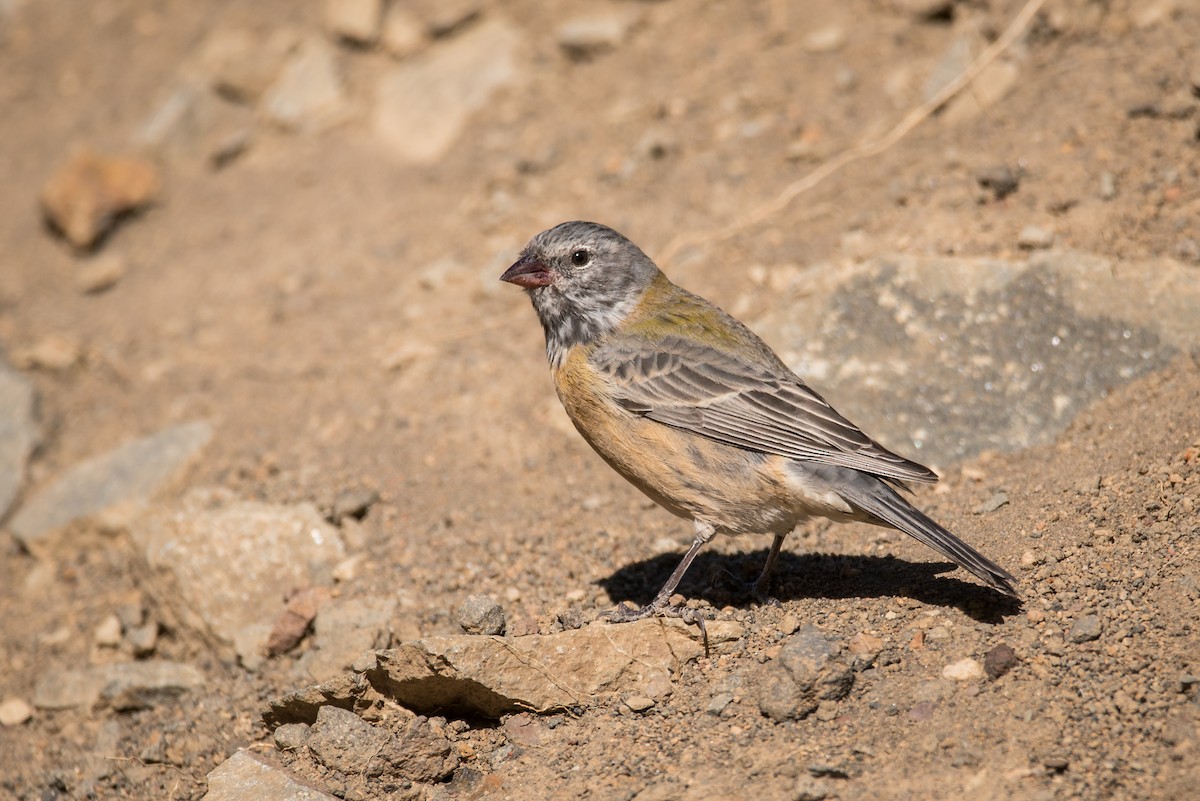 Gray-hooded Sierra Finch - ML92430031