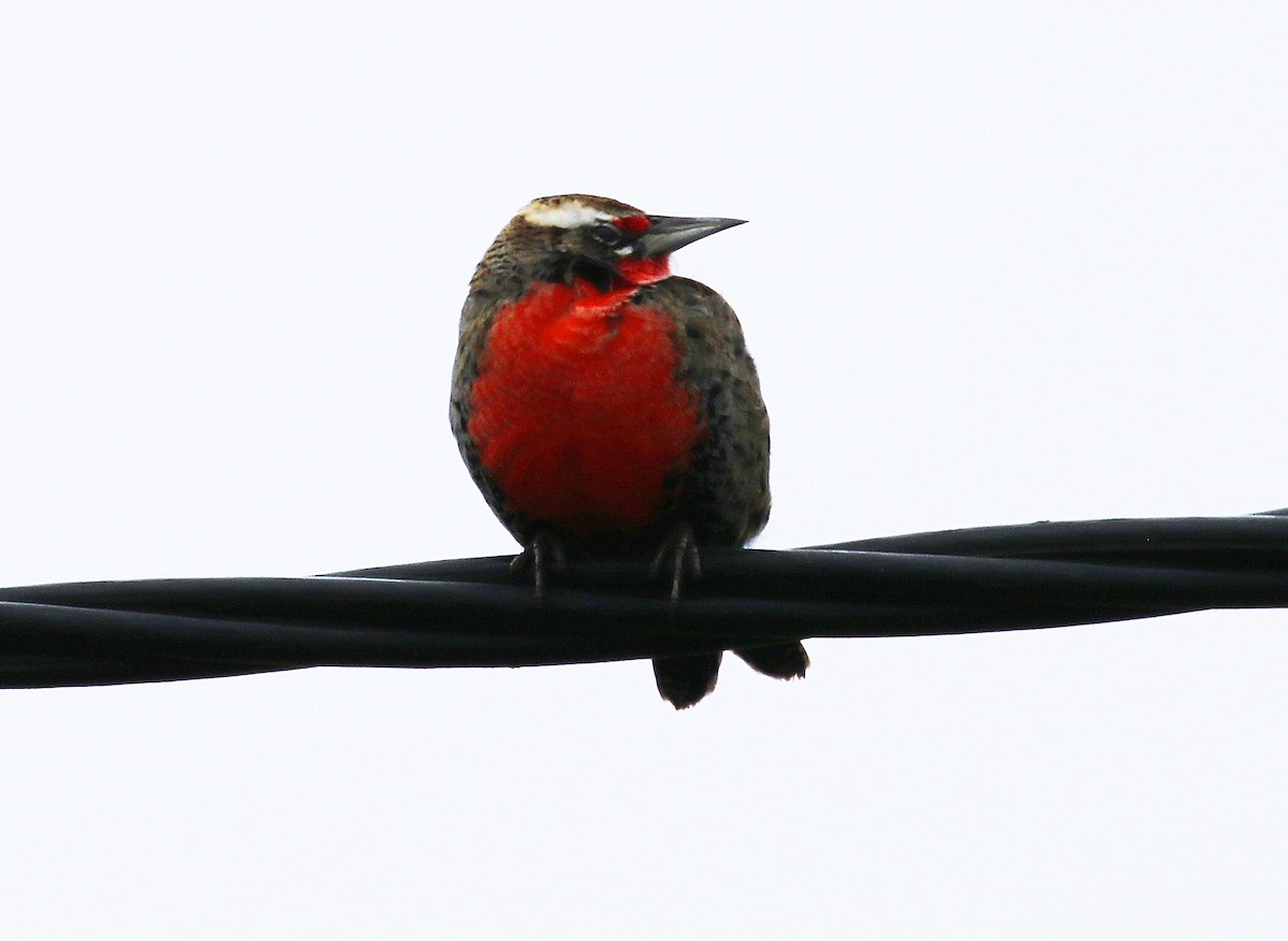 Long-tailed Meadowlark - ML92431041