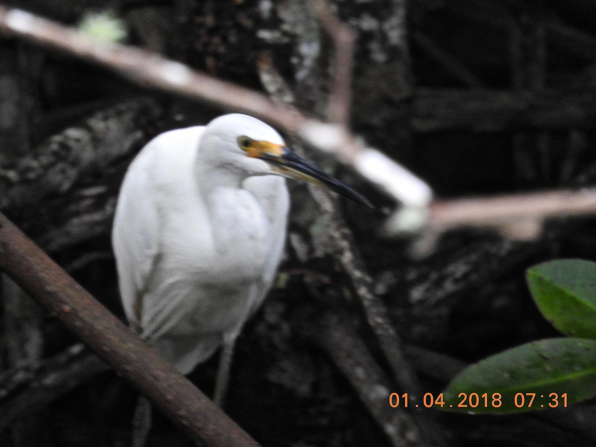 Хурган дэглий - ML92433151