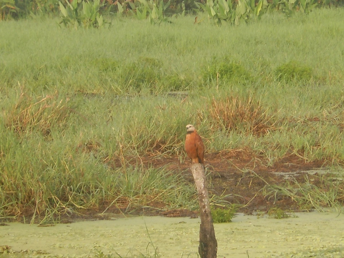 Black-collared Hawk - ML92433361