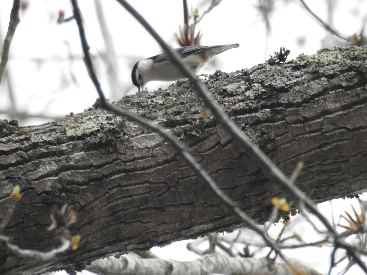 White-breasted Nuthatch - ML92434551