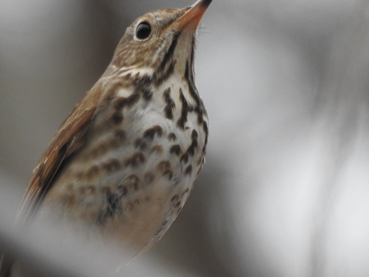 Hermit Thrush - ML92435231