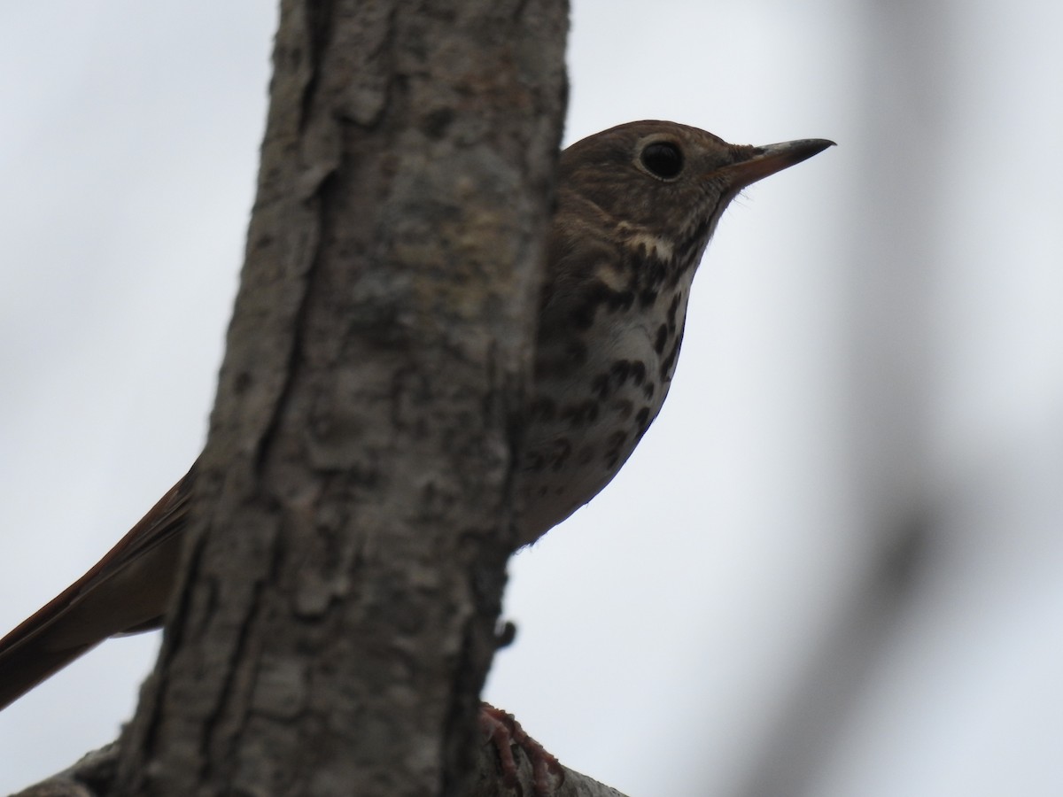 Hermit Thrush - ML92435241