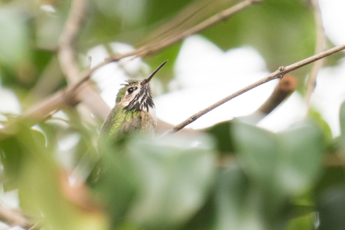 Calliope Hummingbird - ML92436001