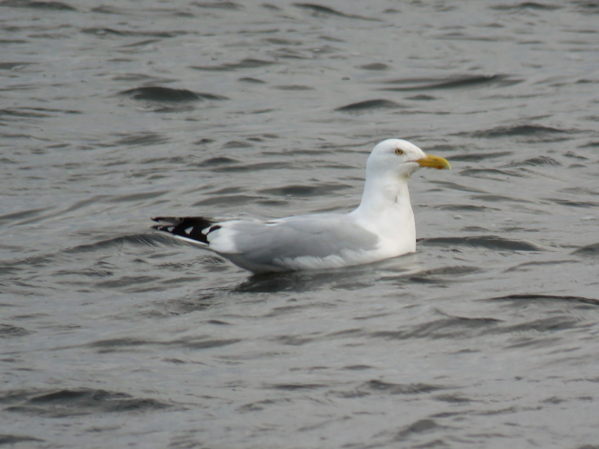 American Herring Gull - ML92436551