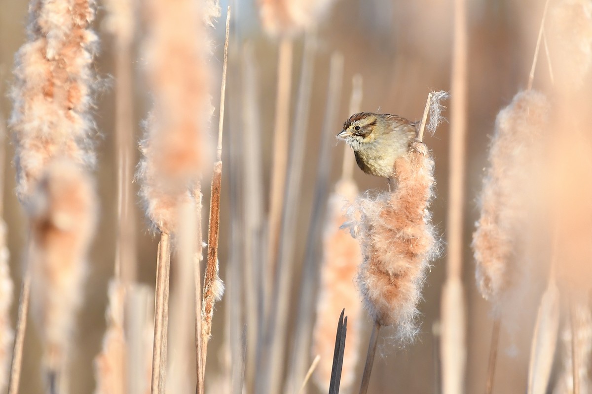 Swamp Sparrow - ML92437021