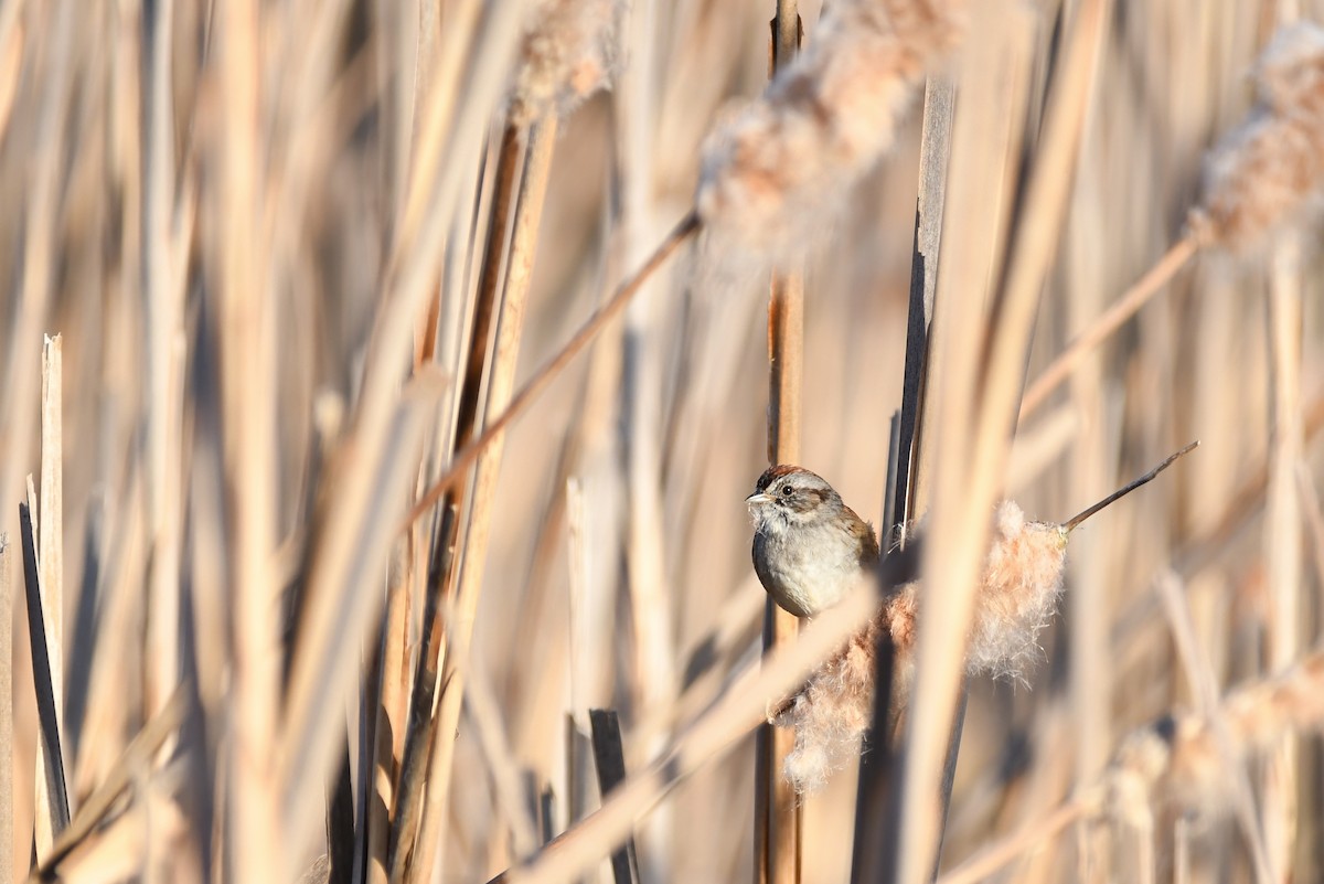 Swamp Sparrow - ML92437521