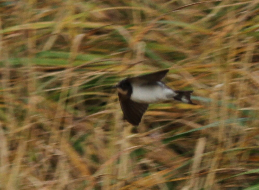 Barn Swallow - Isaac Helmericks