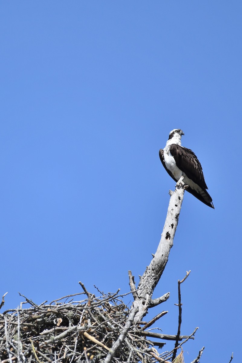 Balbuzard pêcheur - ML92438651