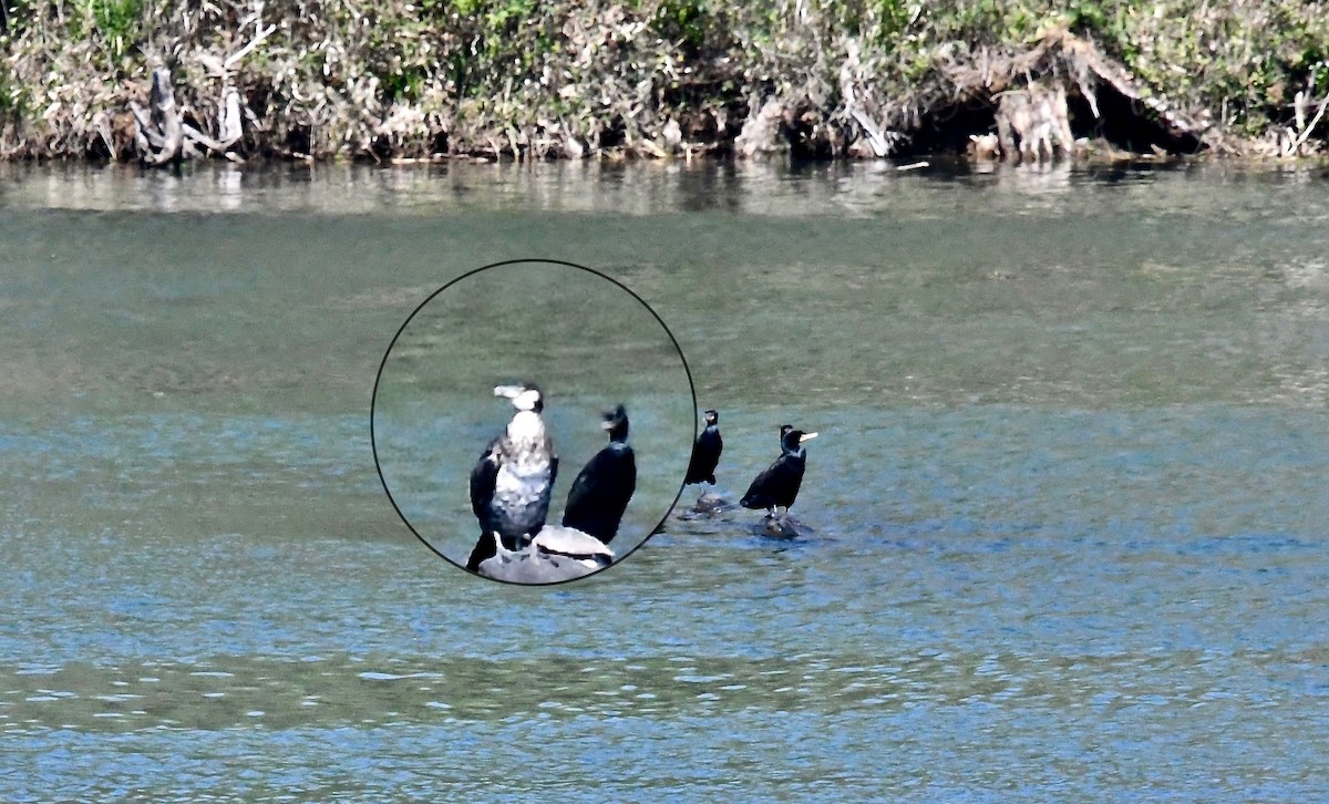 Great Cormorant - ML92438671