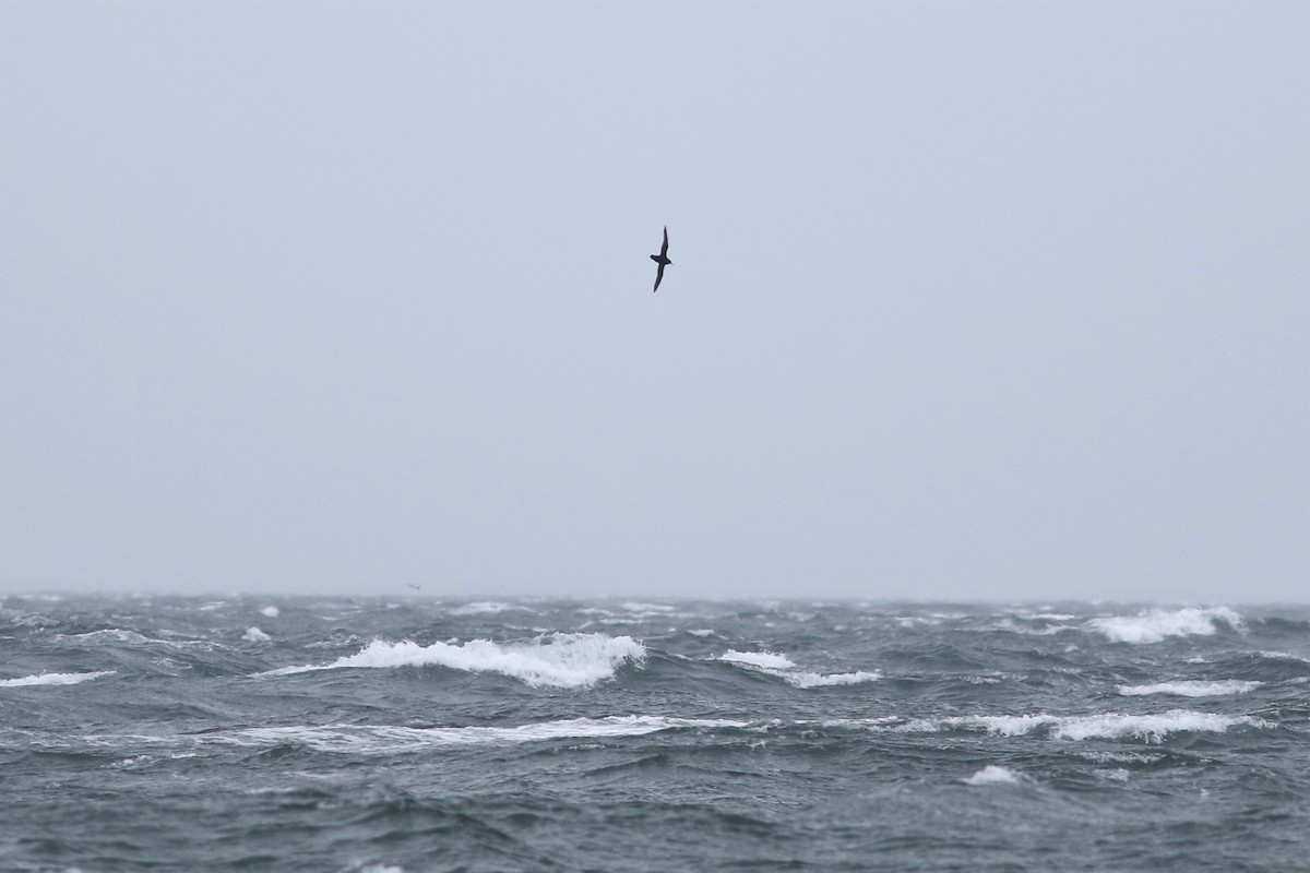 Manx Shearwater - Peter Flood