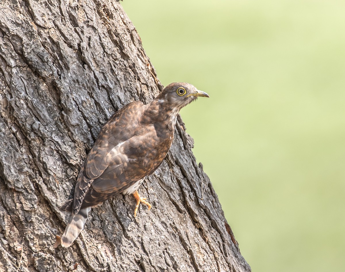 Common Hawk-Cuckoo - Ian Burgess