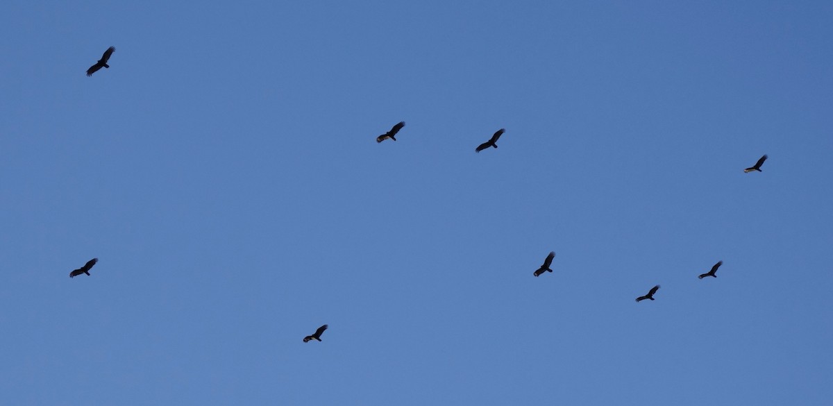 Turkey Vulture - ML92440681