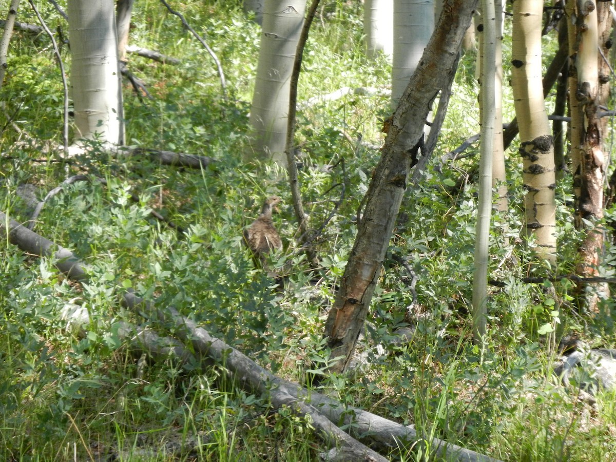 Dusky Grouse - Brian Johnson