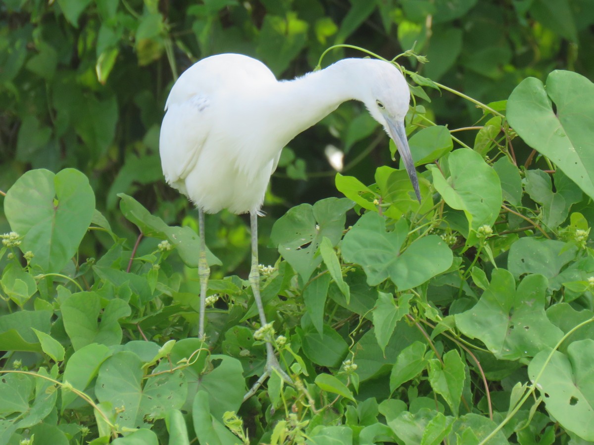 Little Blue Heron - Ron Batie