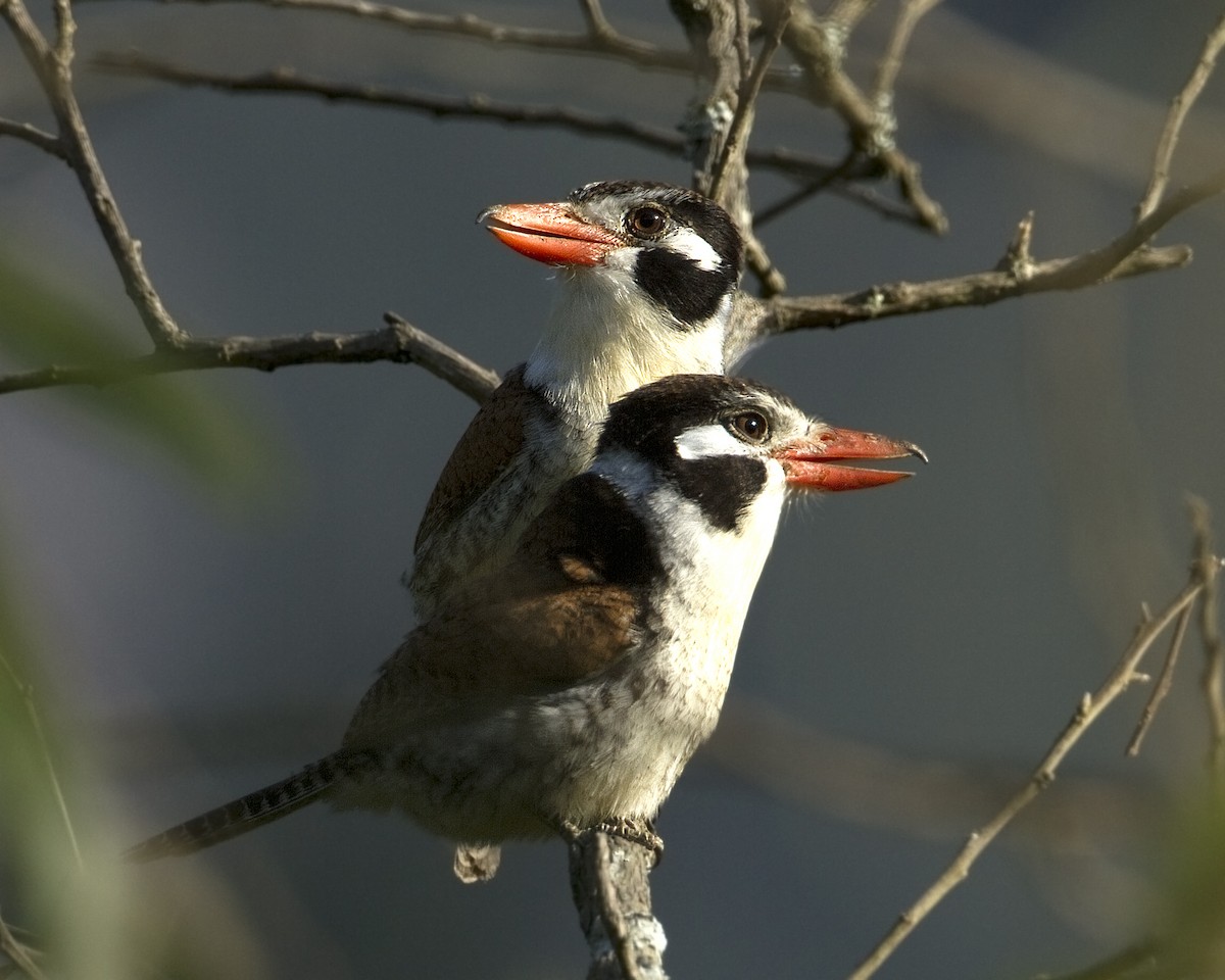 White-eared Puffbird - ML92443591