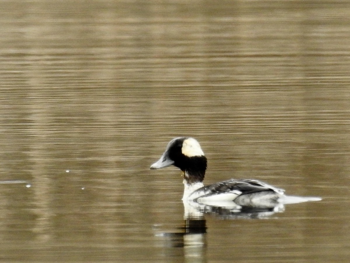 Bufflehead - Gustino Lanese