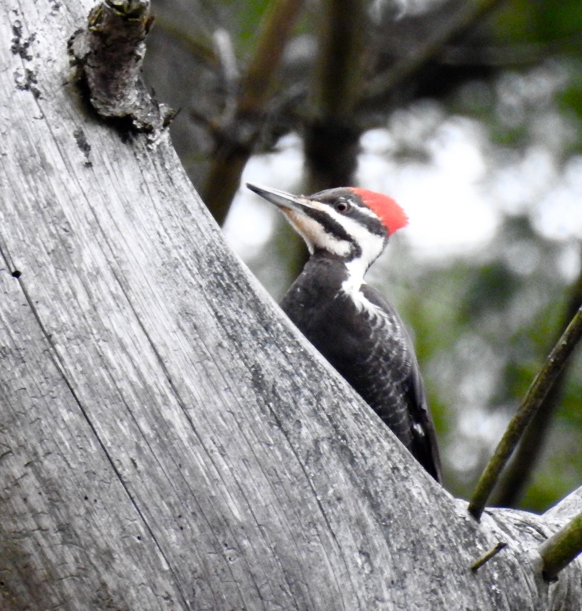 Pileated Woodpecker - Gustino Lanese