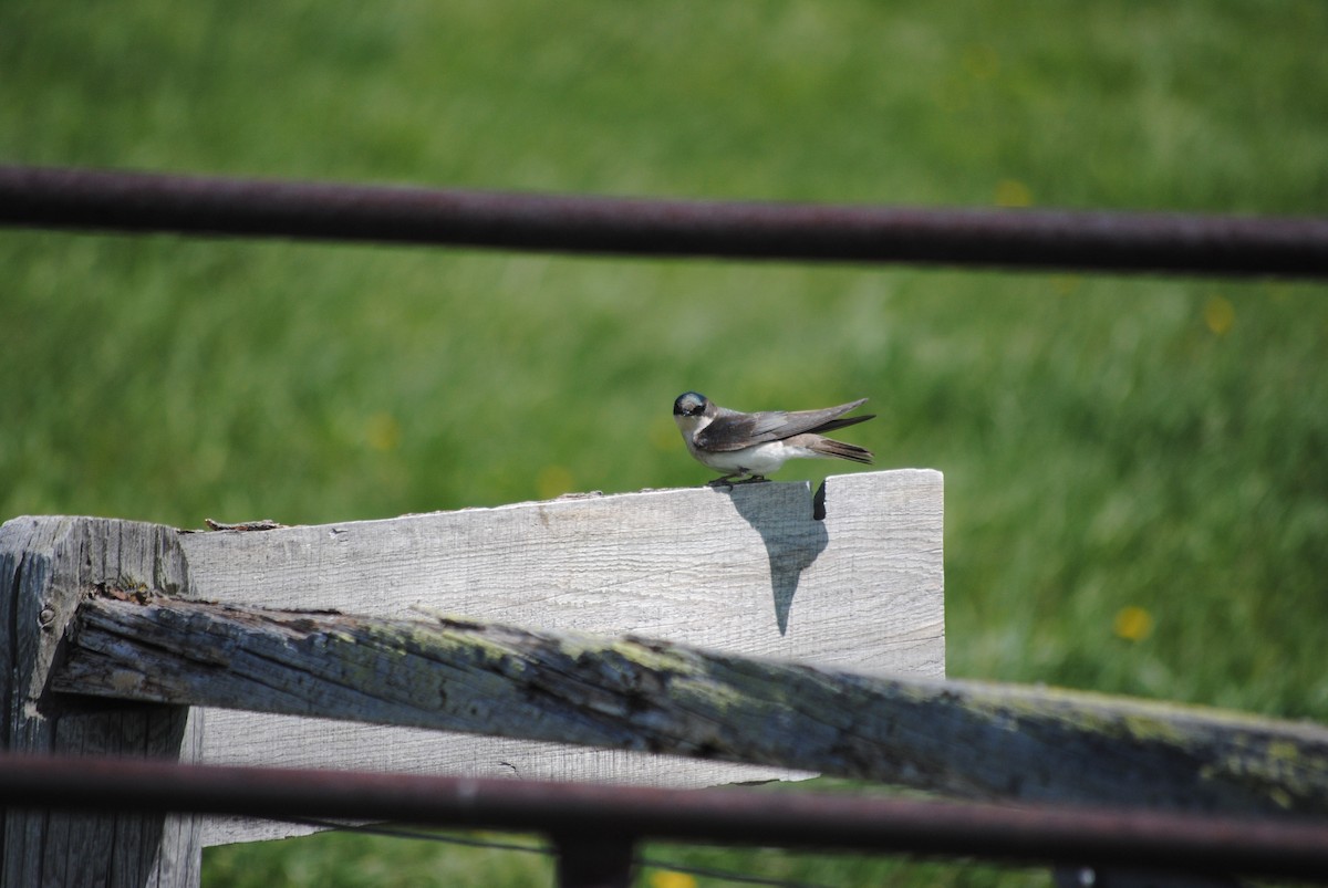 Golondrina Bicolor - ML92444611