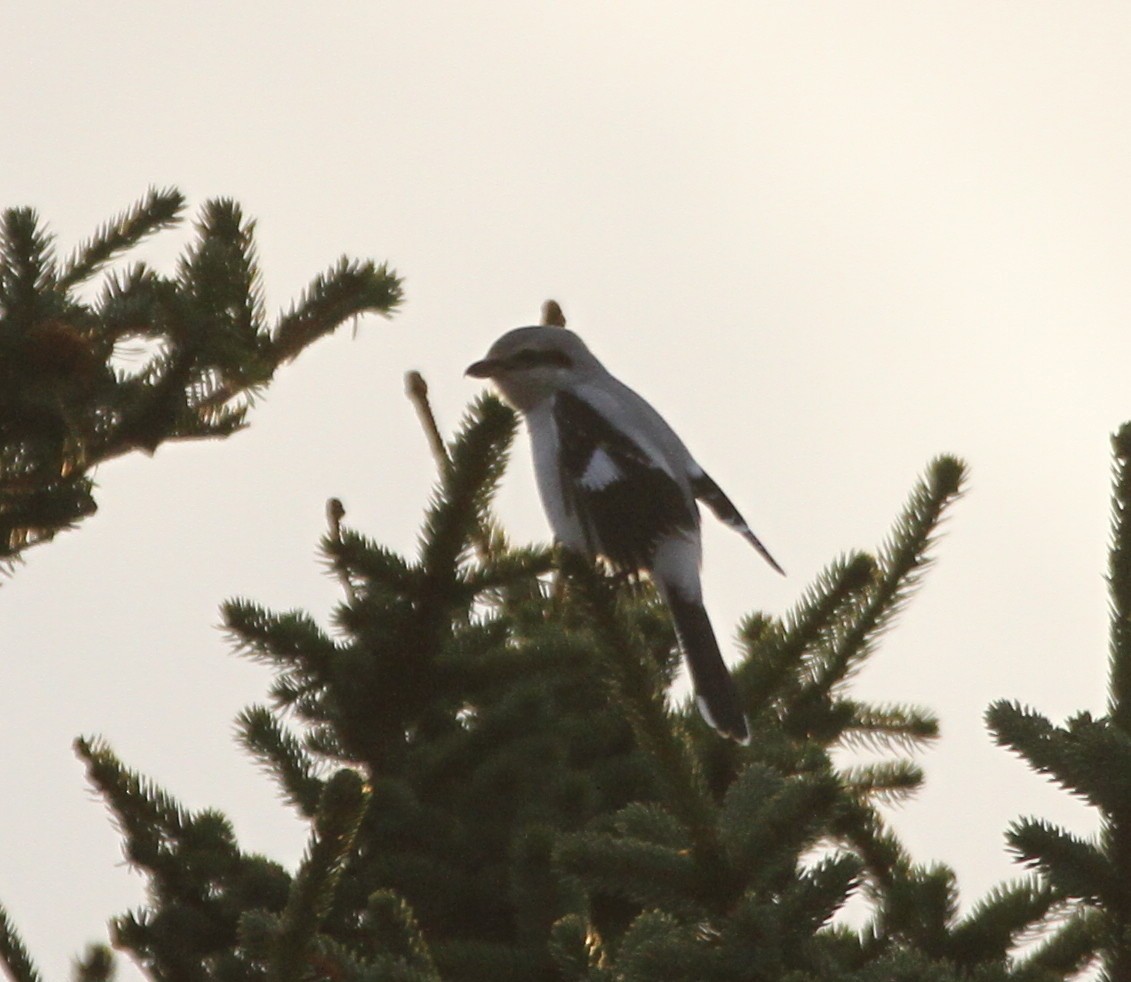 Northern/Great Gray Shrike - Isaac Helmericks