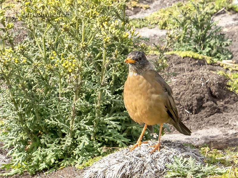 Austral Thrush - Joseph Morlan