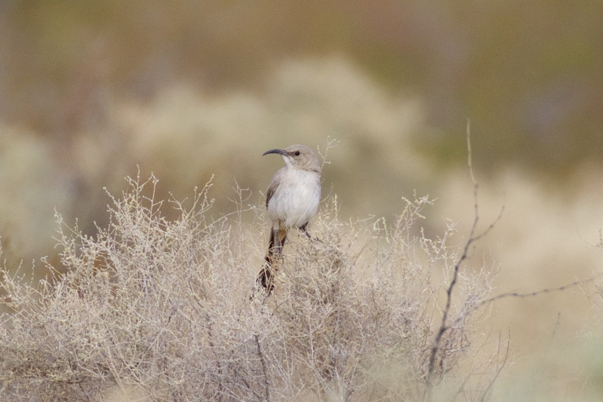 LeConte's Thrasher - ML92448721