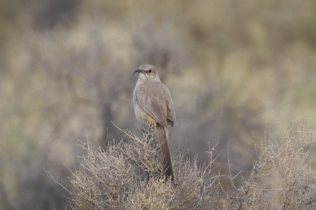 LeConte's Thrasher - ML92448731