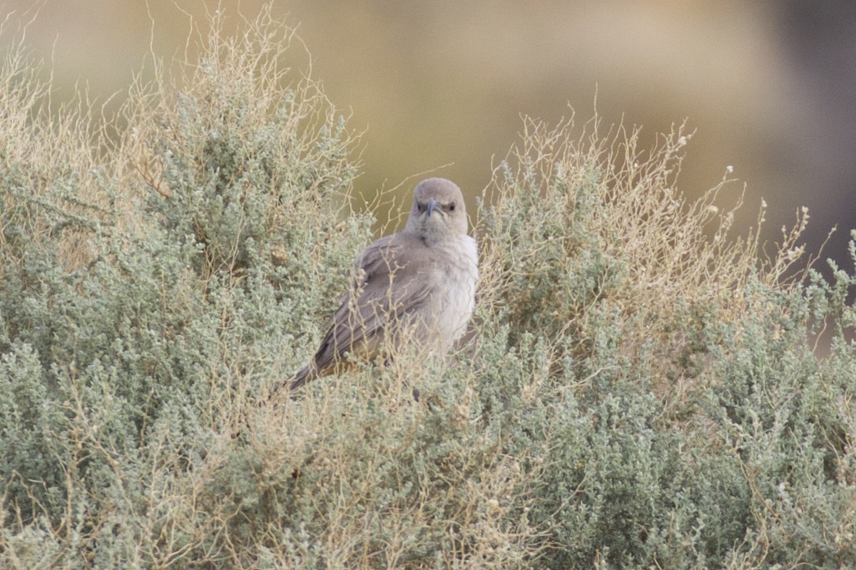 LeConte's Thrasher - ML92448811