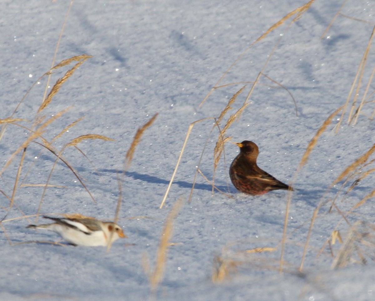 Asian Rosy-Finch - ML92450031