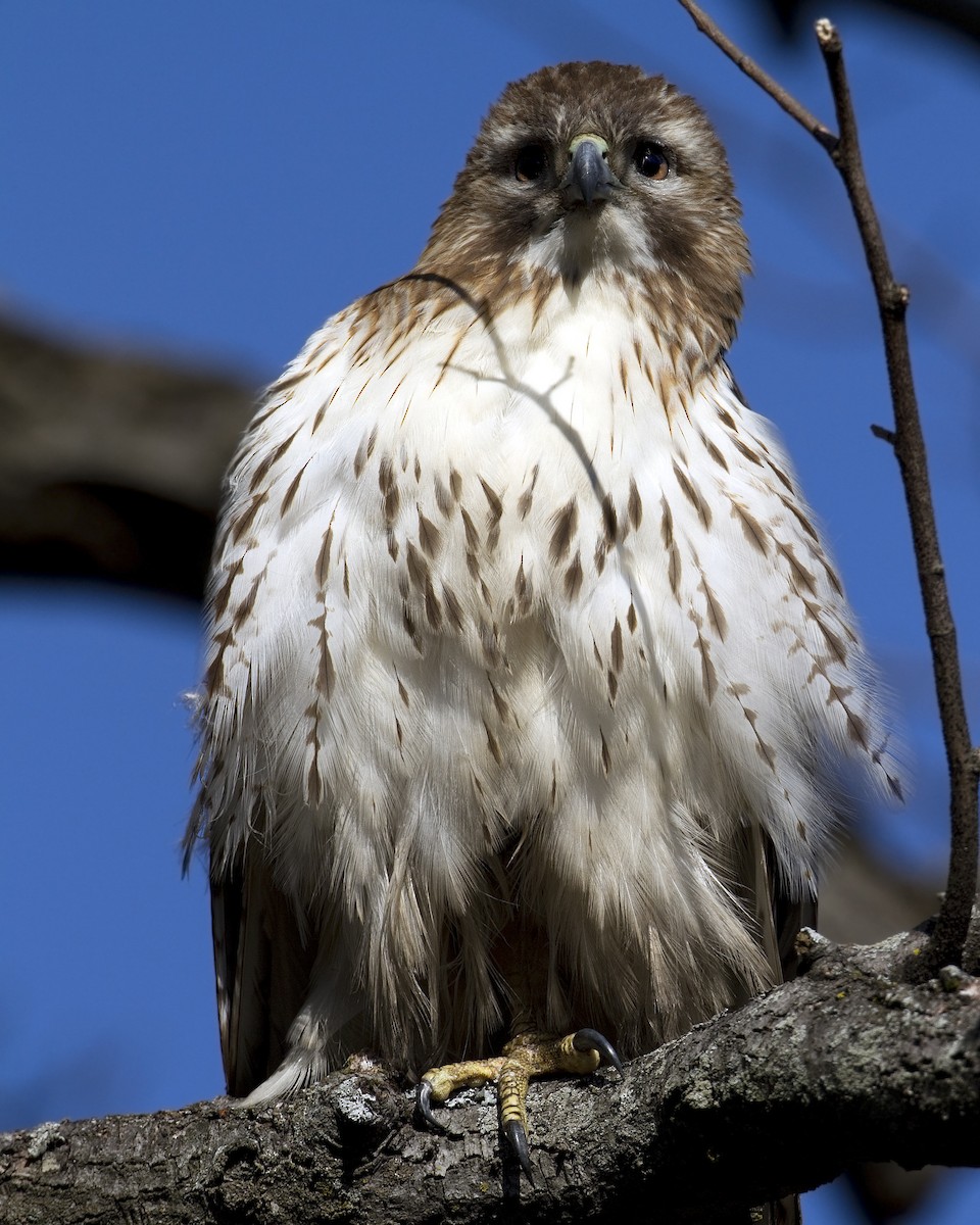 Zapelatz buztangorria - ML92453221