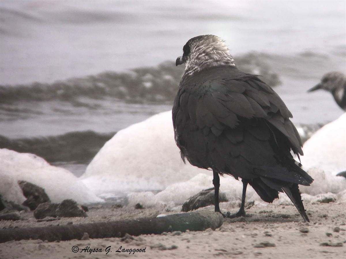 Parasitic Jaeger - ML92453971