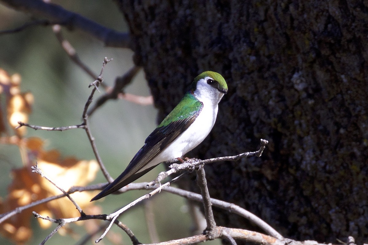 Violet-green Swallow - Nicole Desnoyers