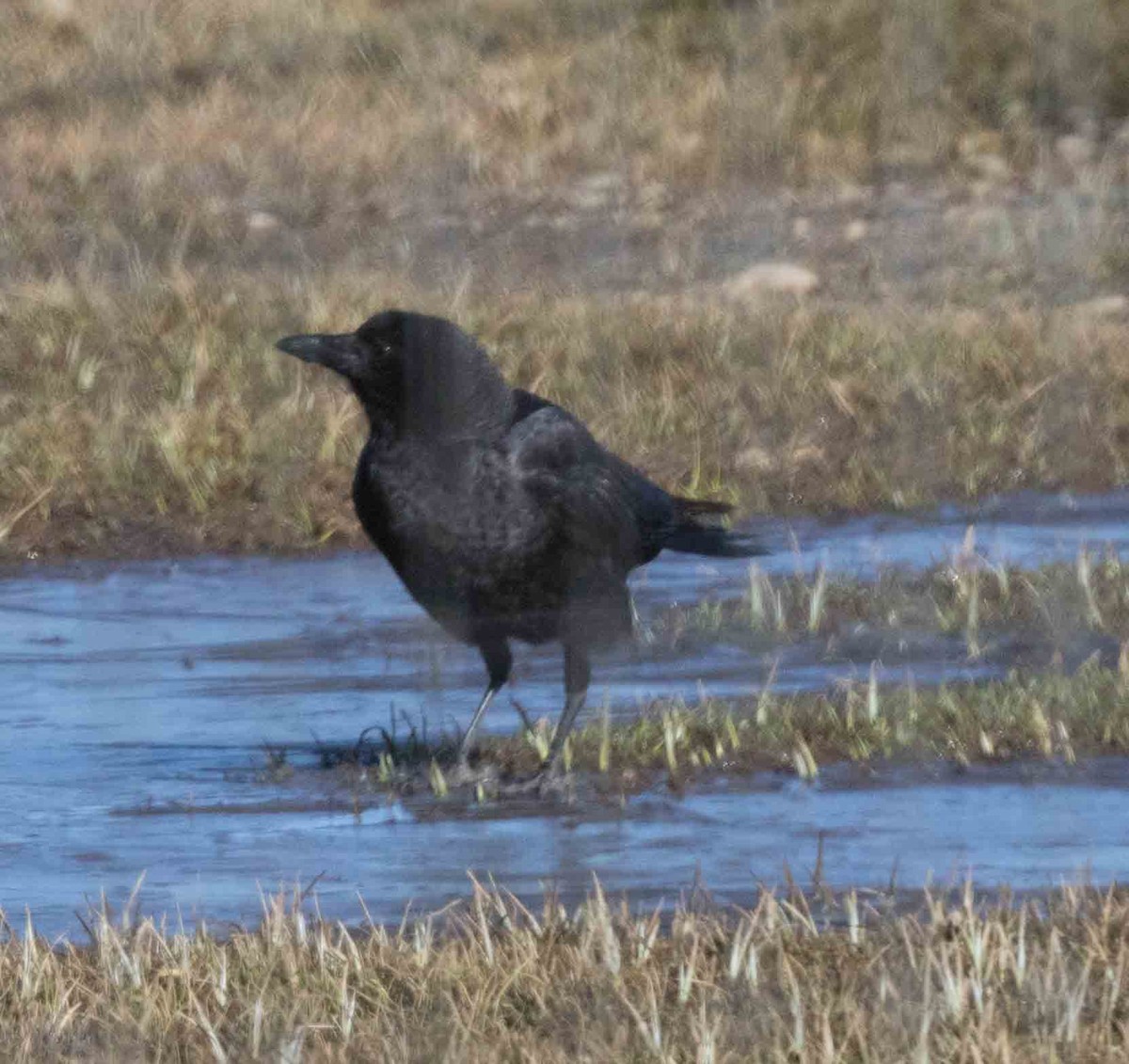 American Crow - stevan brad