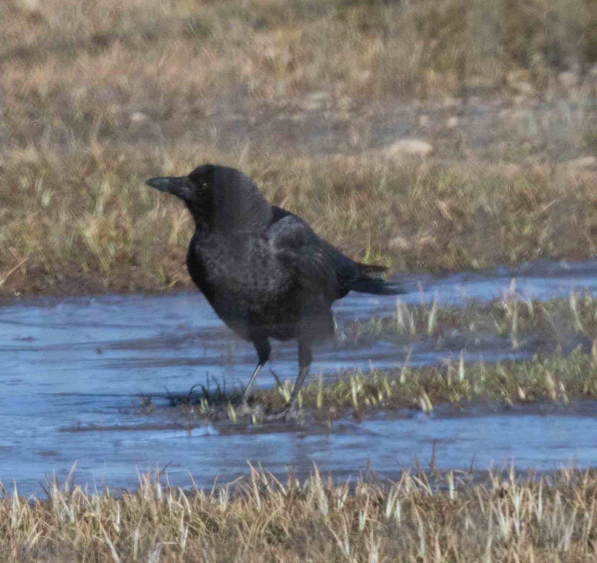 American Crow - ML92455561