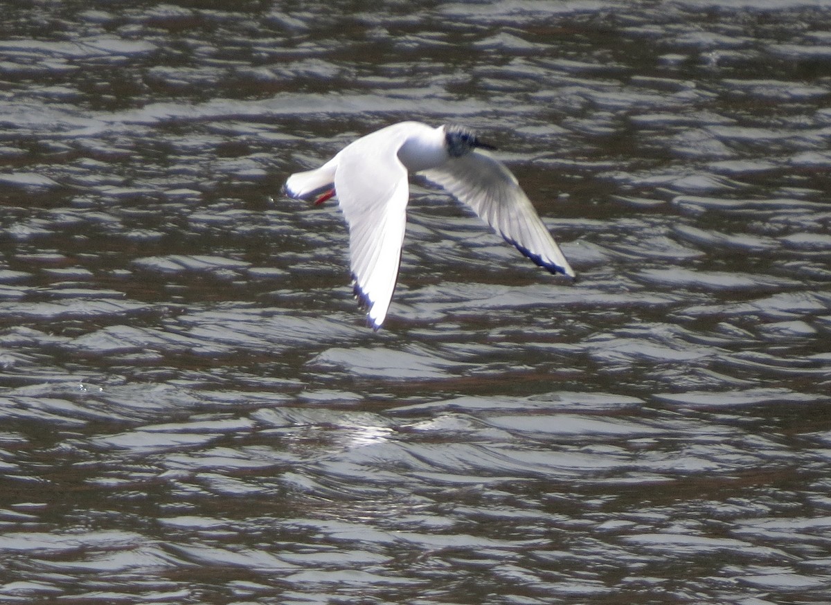 Bonaparte's Gull - ML92457161