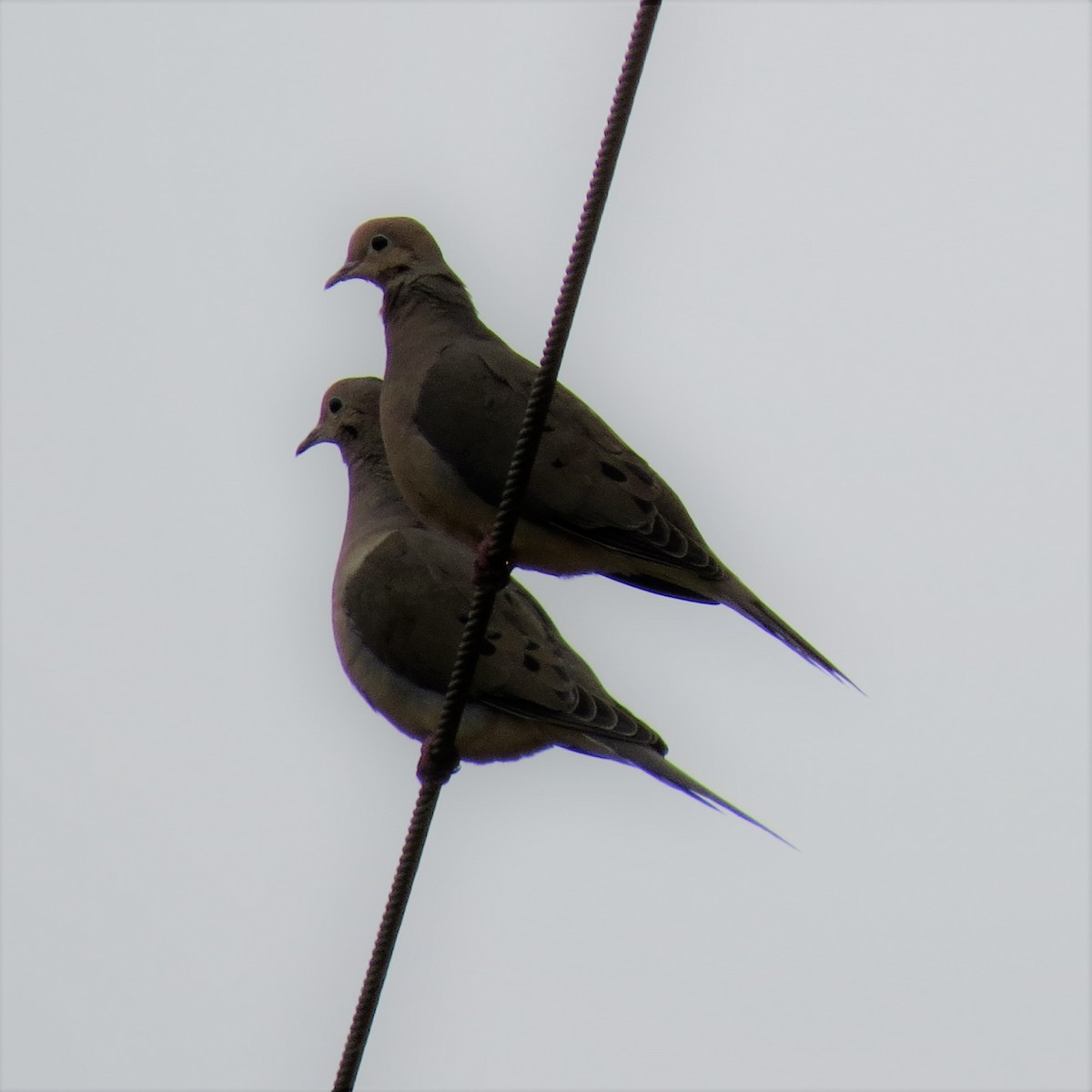 Mourning Dove - ML92459011