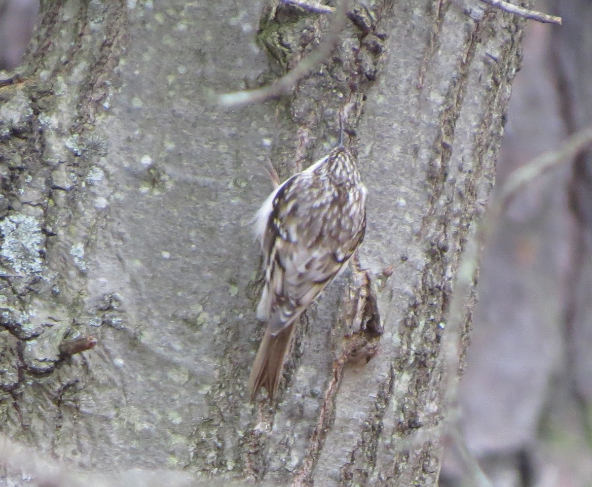 Brown Creeper - ML92459911