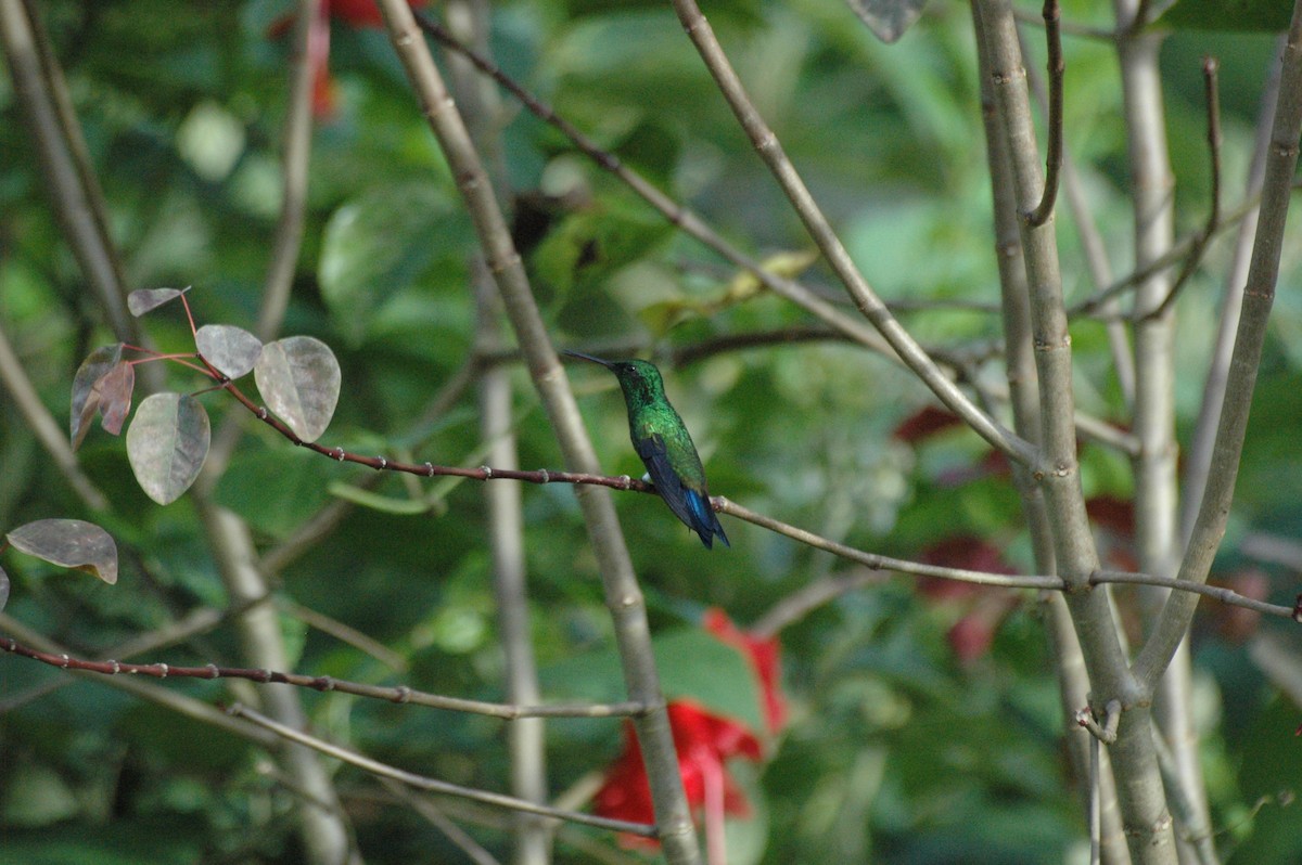 kolibřík měděnořitý - ML92462131