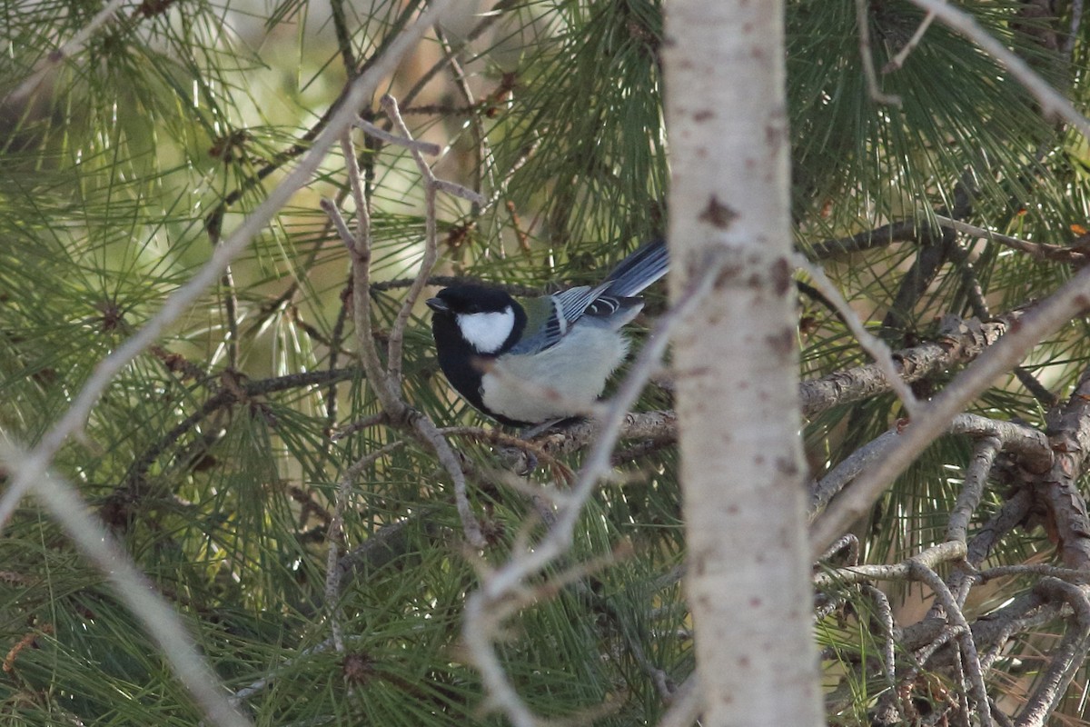 Asian Tit (Japanese) - ML92462461