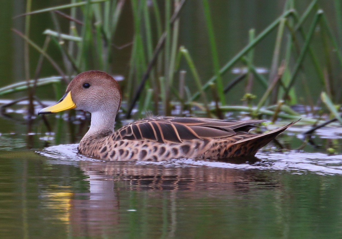 Yellow-billed Pintail - Kathleen Keef