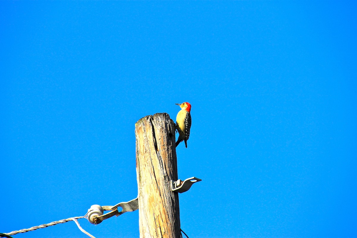 Red-bellied Woodpecker - ML92465951