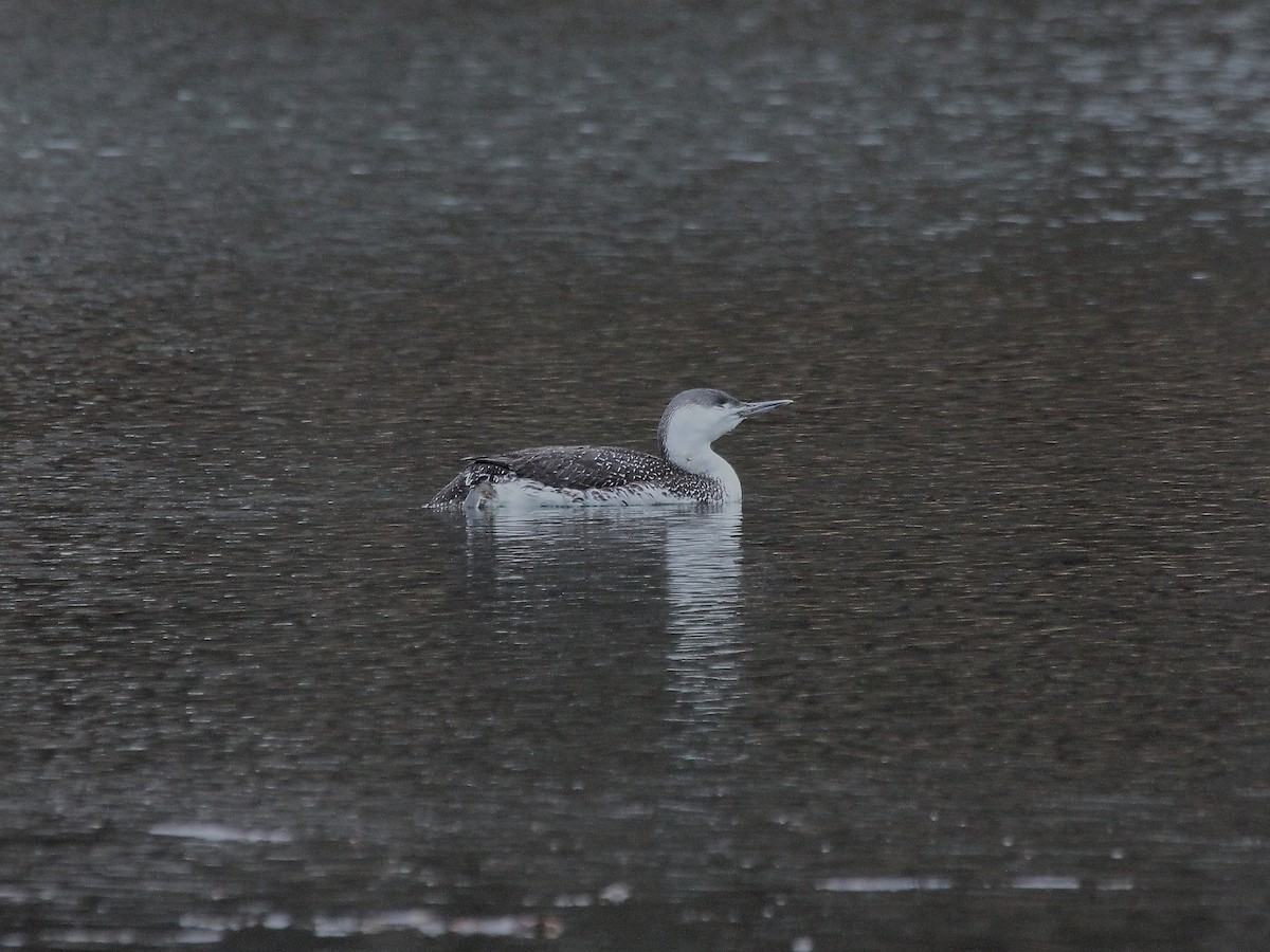 Red-throated Loon - ML92467391