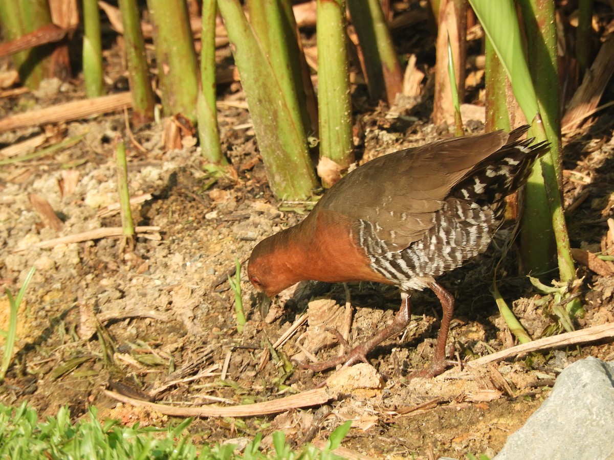 Band-bellied Crake - Anonymous