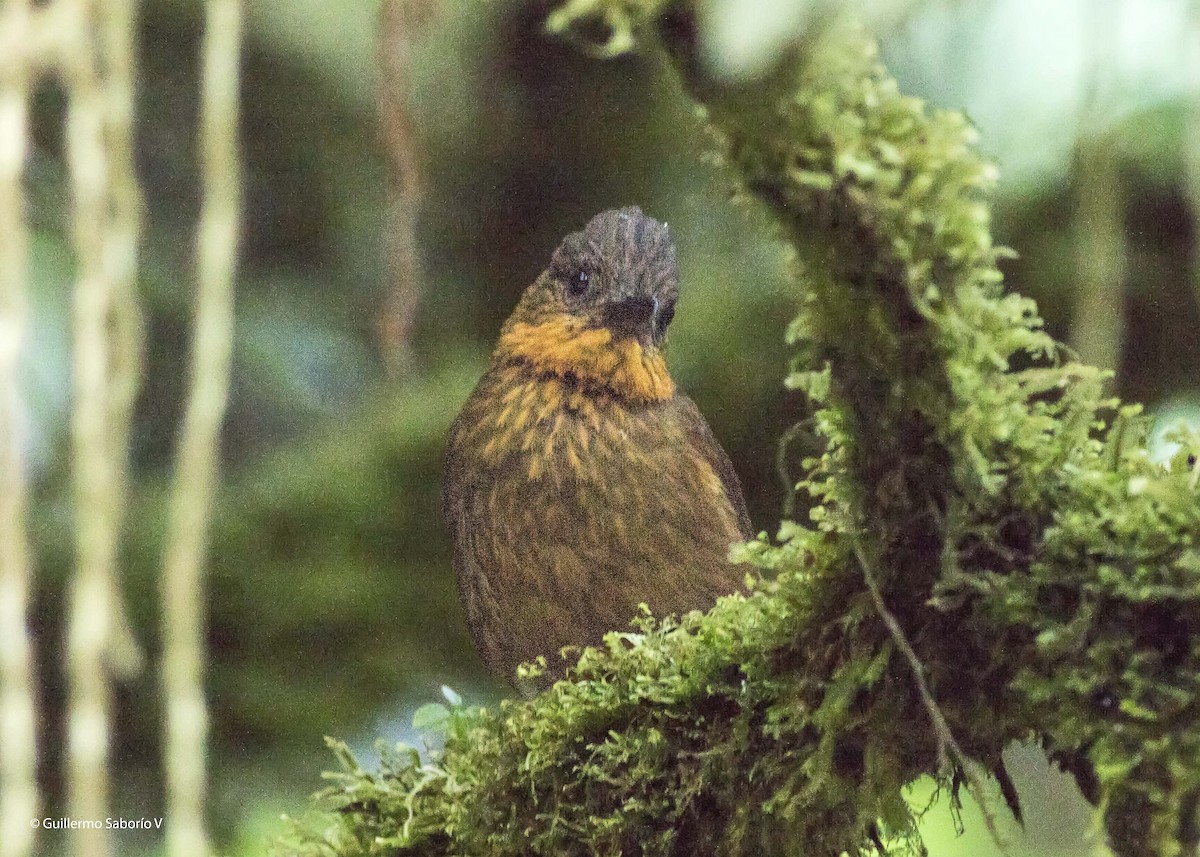 Streak-breasted Treehunter - ML92468981