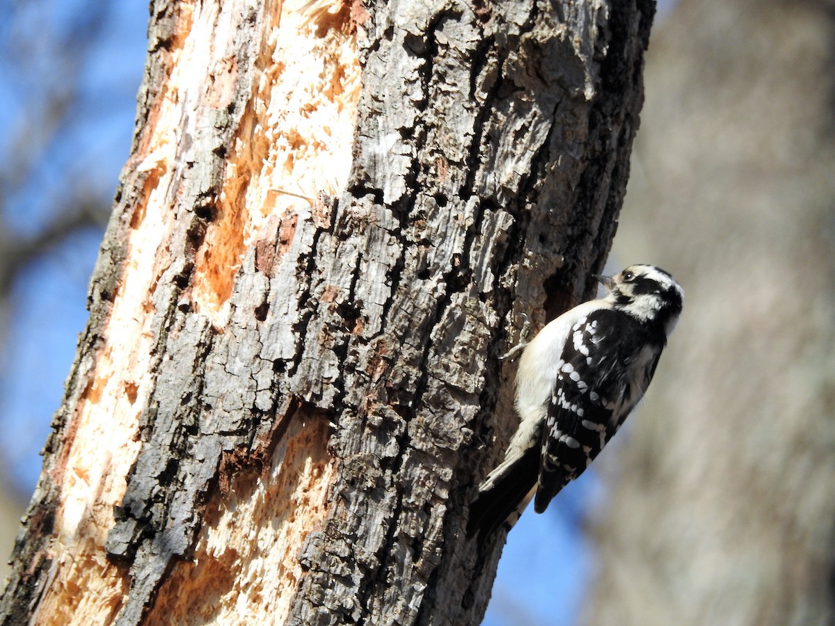 Downy Woodpecker - Edgar Otto