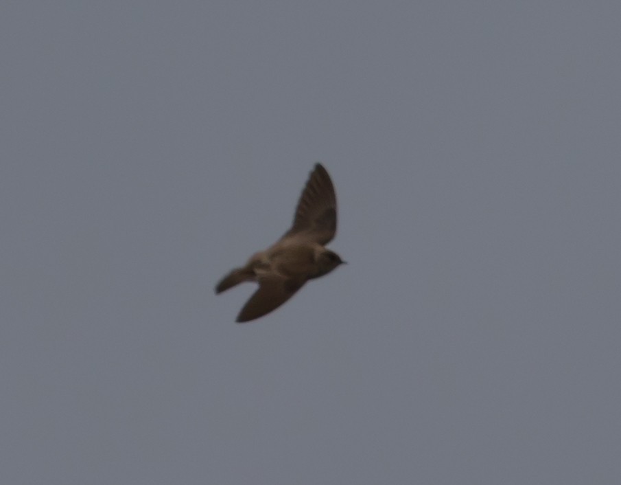 Northern Rough-winged Swallow - ML92471971