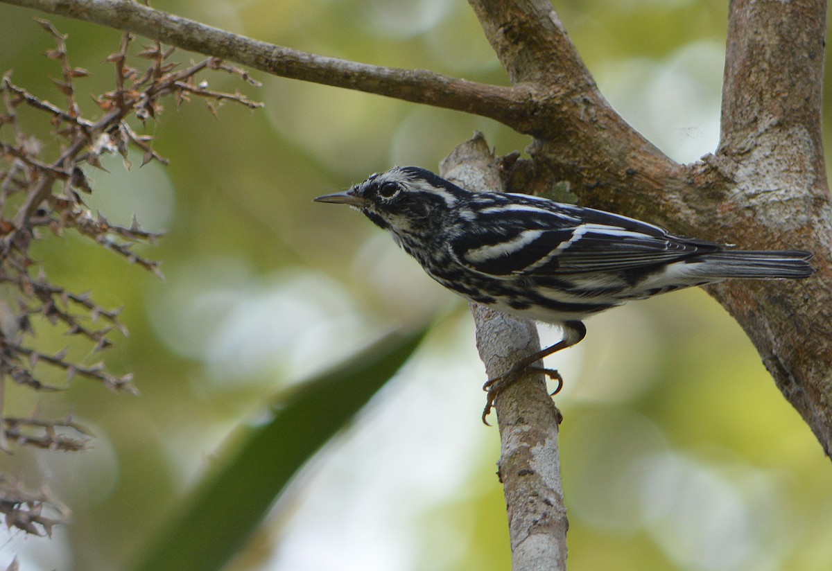 Black-and-white Warbler - Jorge Dangel